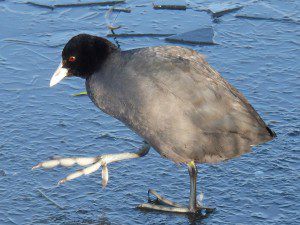 coot-583479_960_720